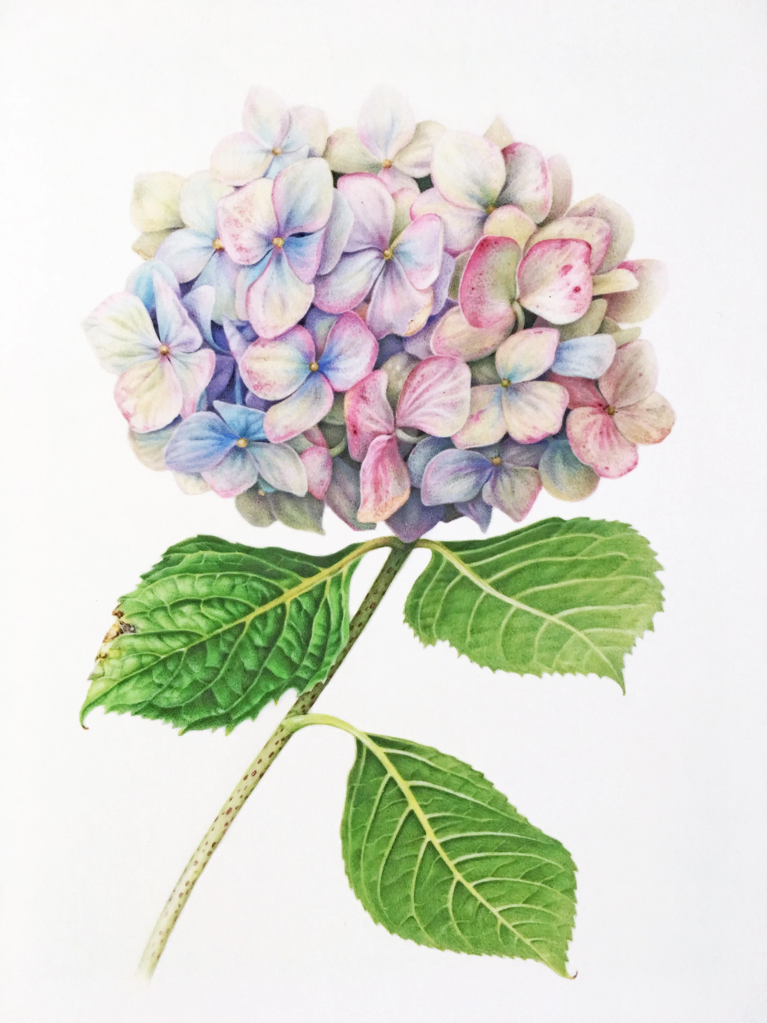 Lavender+hydrangea.jpg?format=750w